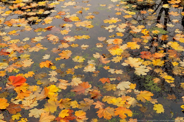 Feuilles dans le ruisseau
Bois de Vincennes
Paris, France
Mots-clés: automne ile-de-france feuilles_mortes riviere ruisseau canal