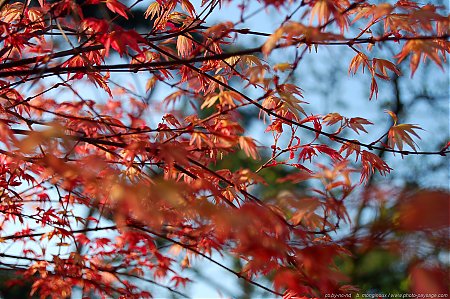 Parc-Floral-Erable-Rouge.jpg