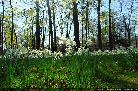 Parc-Floral-Narcises-2.jpg