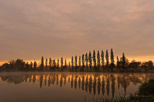 Un alignement de peupliers qui se reflètent dans un lac 
Haute Bretagne, France
Mots-clés: aurore reflets peuplier brume contre-jour lever_de_soleil alignement_d_arbre bretagne miroir matin nature aube