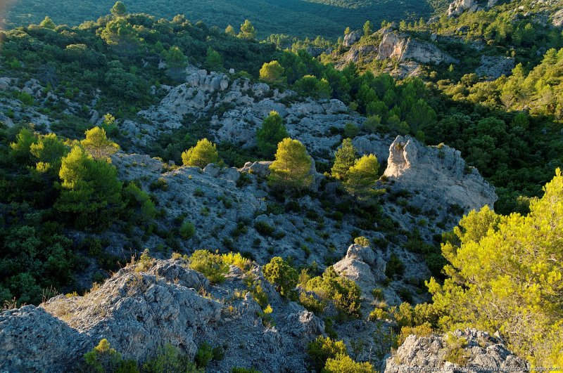 Des arbustes sur les roches calcaires du Cirque de Mourèze
Hérault, France
Mots-clés: herault liausson montagne cirque-de-moureze dolomite categ_ete