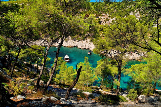 La calanque de Port Pin
[Littoral de Provence, entre Cassis et Marseille : 
Le Parc National des Calanques]
Mots-clés: mer mediterranee provence alep cassis parc_national_des_calanques cote-d-azur marseille categ_pinede_garrigue categ_ete