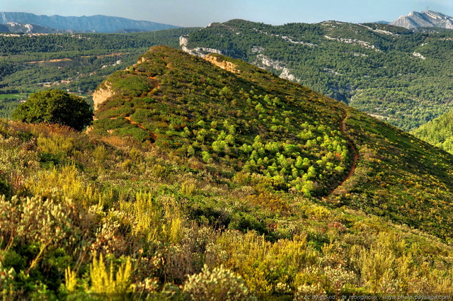 Cap Canaille et sa garrigue
[Pinède, garrigue et calanques]
Mots-clés: mediterranee provence cassis parc_national_des_calanques cote-d-azur cap-canaille garrigue falaise categ_pinede_garrigue categ_ete