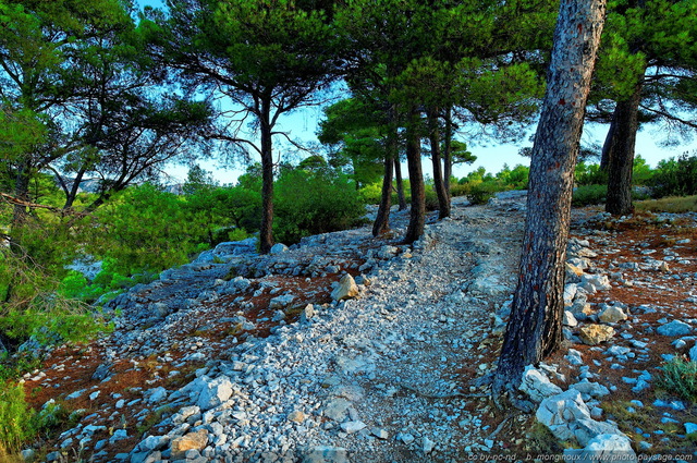 Sentiers des calanques
[Pinède, garrigue et calanques]
Mots-clés: provence parc_national_des_calanques cassis falaise sentier categ_pinede_garrigue