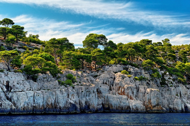 Des pins d'Alep qui poussent à flanc de falaise au-dessus de la Méditerranée
[Littoral de Provence, entre Cassis et Marseille : 
Le Parc National des Calanques]
Mots-clés: provence mer mediterranee parc_national_des_calanques alep marseille cassis falaise categ_pinede_garrigue categ_ete