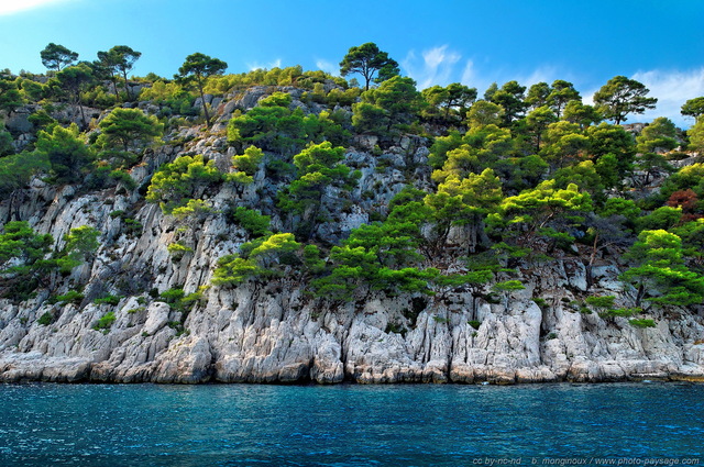 Pins d'Alep sur les falaises de Port Pin
[Littoral de Provence, entre Cassis et Marseille : 
Le Parc National des Calanques]
Mots-clés: mer mediterranee provence alep cassis parc_national_des_calanques cote-d-azur falaise categ_pinede_garrigue