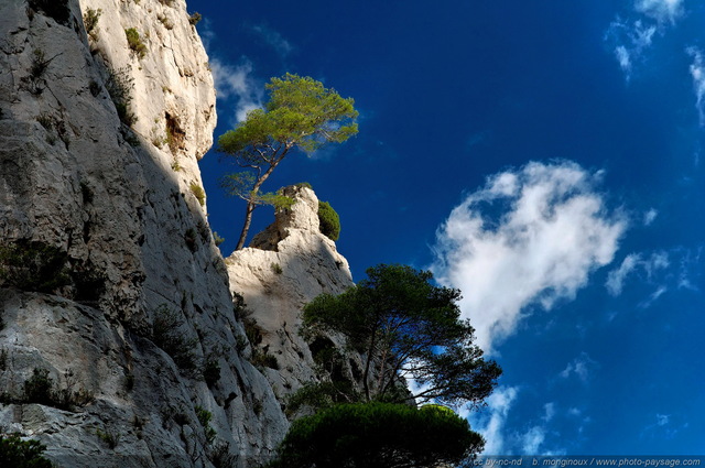 Arbre perché
Vallon d'En Vau
[Pinède, garrigue et calanques]
Mots-clés: provence cassis parc_national_des_calanques cote-d-azur marseille categ_pinede_garrigue falaise