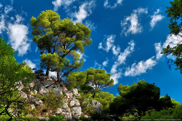 Arbres perchés sur la falaise
Vallon d'En Vau
[Pinède, garrigue et calanques]
Mots-clés: provence cassis parc_national_des_calanques cote-d-azur marseille categ_pinede_garrigue