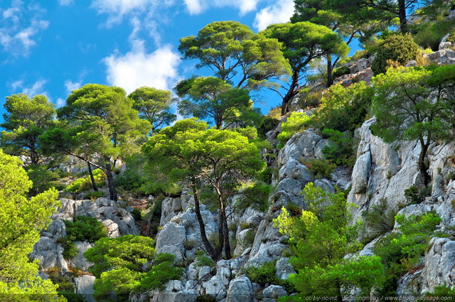 Forêt de pins d'Alep
Une flore typique de méditerranée, 
belle et fragile.
[Pinède, garrigue et calanques]
Mots-clés: provence cassis parc_national_des_calanques cote-d-azur marseille categ_pinede_garrigue rocher falaise categ_ete les_plus_belles_images_de_nature