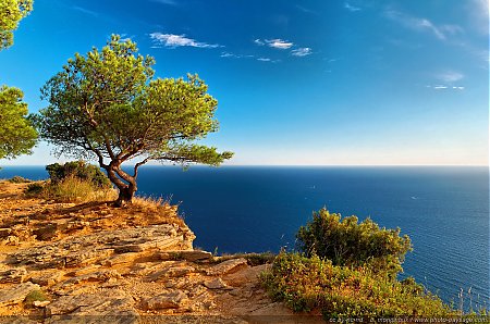 Pin d'Alep au bord des falaises soubeyranes
Cap Canaille
[Littoral de Provence, entre Cassis et Marseille :
Le Parc National des Calanques]