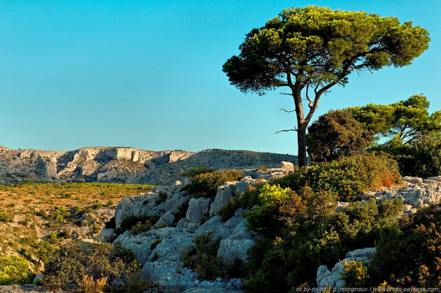 Pin et garrigue
[Pinède, garrigue et calanques]
Mots-clés: les_plus_belles_images_de_nature provence cassis parc_national_des_calanques cote-d-azur marseille categ_pinede_garrigue categ_ete