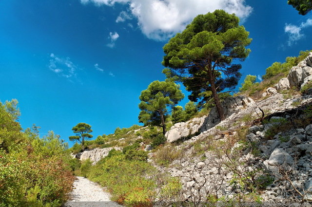 Sentier
[Pinède, garrigue et calanques]
Mots-clés: provence cassis parc_national_des_calanques cote-d-azur marseille categ_pinede_garrigue sentier categ_ete