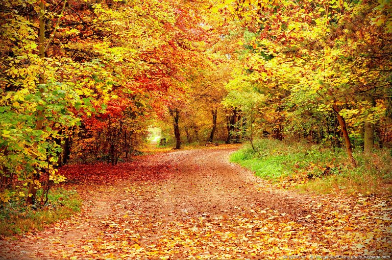 Automne au Bois de Vincennes
Un chemin en automne au coeur du Bois de Vincennes
Paris, France
Mots-clés: automne ile-de-france feuilles_mortes chemin