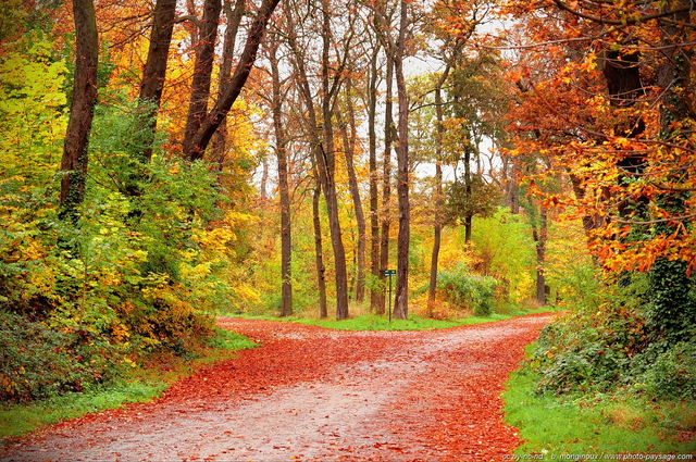 Route en automne
Bois de Vincennes
Paris, France
Mots-clés: belles-photos-automne automne ile-de-france feuilles_mortes route