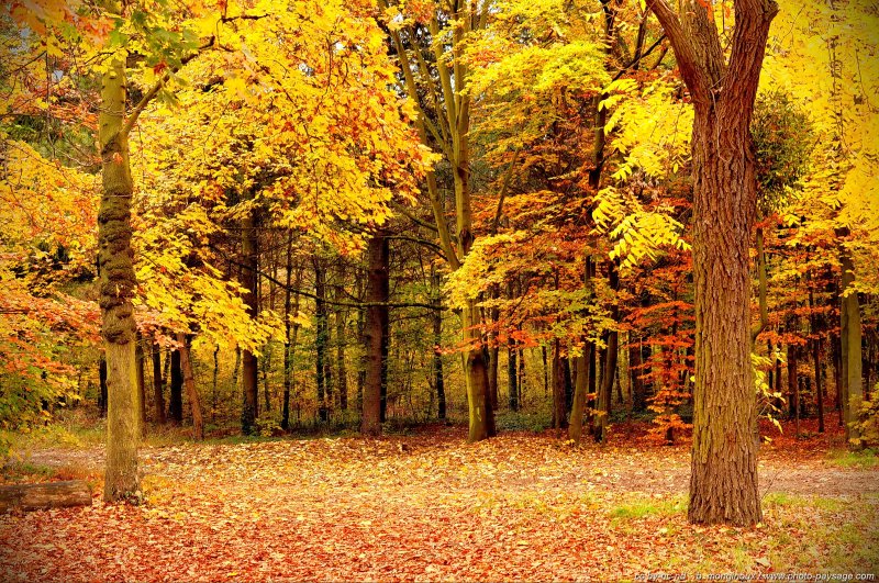 Feuillage d'automne
Bois de Vincennes
Paris, France
Mots-clés: automne ile-de-france feuilles_mortes