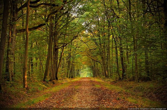 Résultat de recherche d'images pour "paysage foret chemin"