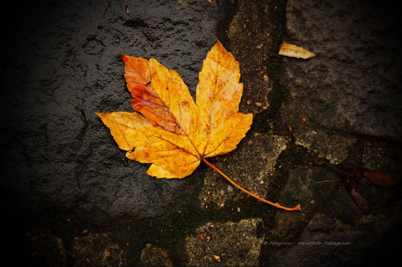 L'automne : une feuille morte sur des pavés humides
Images d'automne
Mots-clés: automne feuilles_mortes pluie goutte_d_eau mouillé pavés