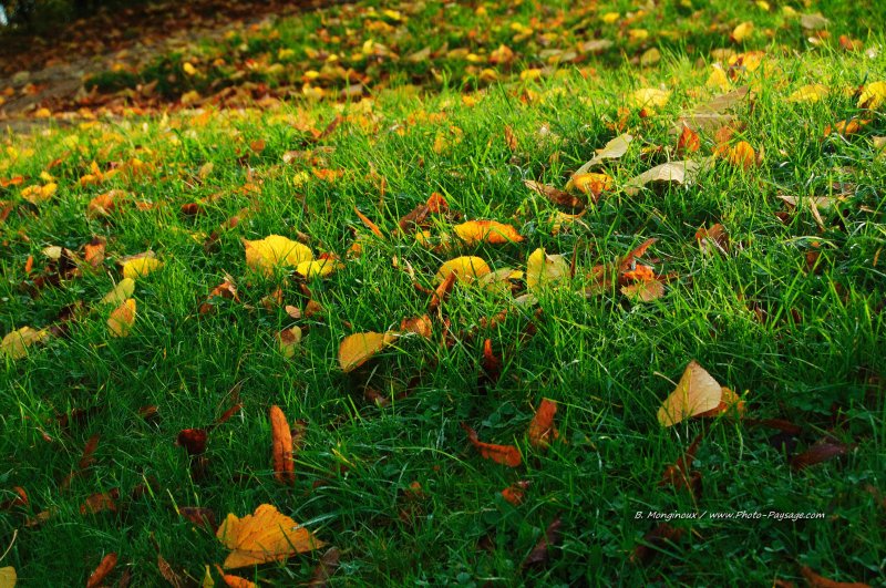 Feuilles mortes sur lit de verdure
Images d'automne
Mots-clés: automne feuilles_mortes feuille herbe gazon