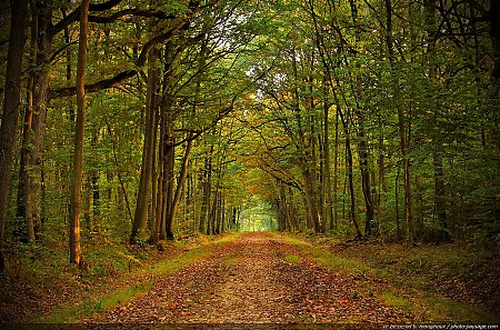 automne-chemin-foret-dourdan-01.jpg