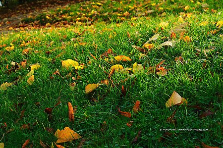 couleur-de-saison-feuillages-d-automne-05.jpg