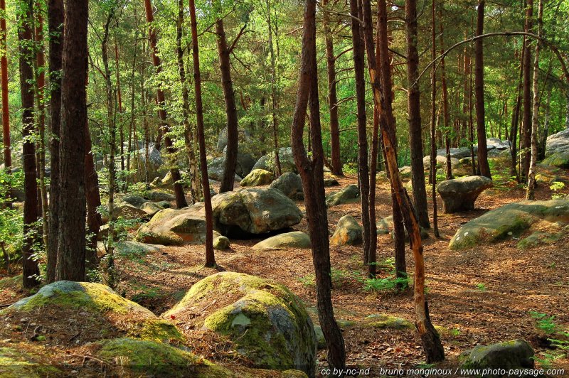 Des rochers dans la forêt de Fontainebleau
 Barbizon, Seine et Marne, France
Mots-clés: fontainebleau barbizon seine_et_marne roche mousse