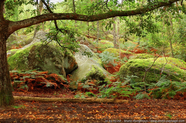 Forêt de Fontainebleau, à  proximité de Barbizon
Barbizon, Seine et Marne, France
Mots-clés: gorges_d_apremont fontainebleau barbizon seine_et_marne pin_sylvestre rocher