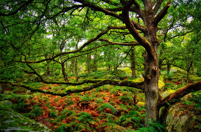 Chêne dans la forêt de Fontainebleau
Mots-clés: fontainebleau barbizon seine_et_marne pin_sylvestre chene fougere arbre_remarquable