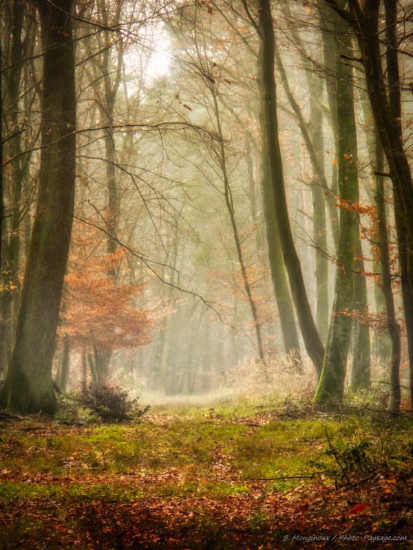 Brume dans la forêt
Gorges de Franchard, Forêt de Fontainebleau
Mots-clés: fontainebleau seine_et_marne gorges_de_franchard brume brouillard sentier cadrage_vertical