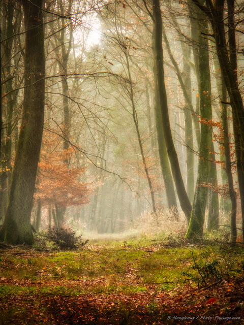 Brume dans la forêt
Gorges de Franchard, Forêt de Fontainebleau
Mots-clés: fontainebleau seine_et_marne gorges_de_franchard brume brouillard sentier cadrage_vertical