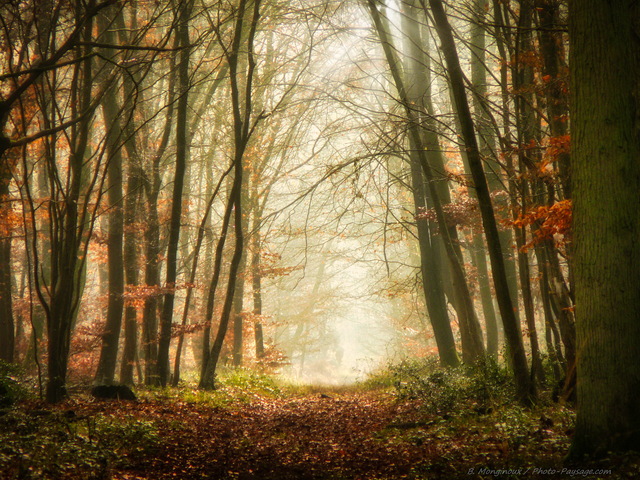 Brume dans les bois
Gorges de Franchard, Forêt de Fontainebleau
Mots-clés: fontainebleau seine_et_marne gorges_de_franchard brume brouillard sentier