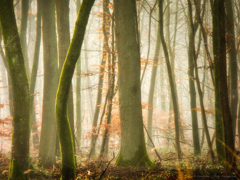 Dans la brume
Gorges de Franchard, Forêt de Fontainebleau
Mots-clés: fontainebleau seine_et_marne gorges_de_franchard brume brouillard