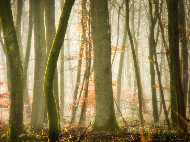 Dans la brume
Gorges de Franchard, Forêt de Fontainebleau
Mots-clés: fontainebleau seine_et_marne gorges_de_franchard brume brouillard