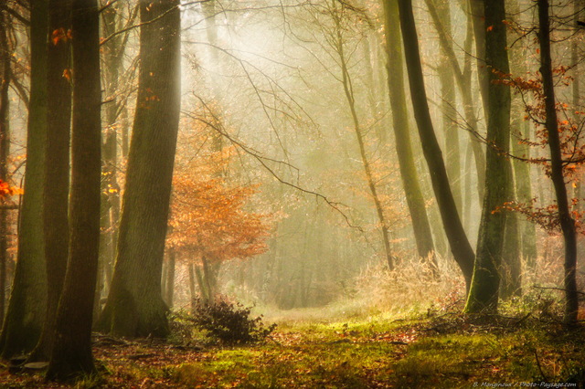 Brume d'automne
Gorges de Franchard, Forêt de Fontainebleau
Mots-clés: fontainebleau seine_et_marne gorges_de_franchard brume brouillard chemin