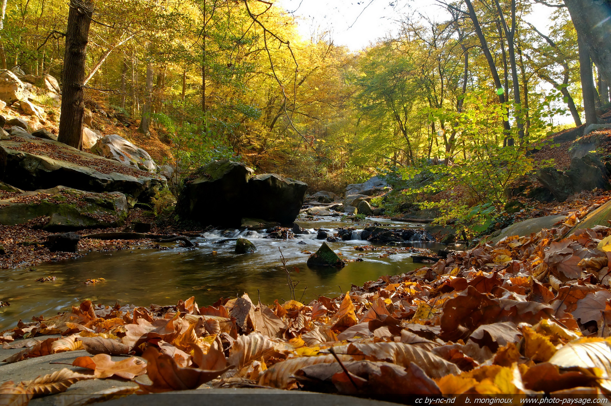 Ruisseau calme dans une belle forêt verdoyante en automne, entre rochers couverts de mousses et feuilles mortes oranges.