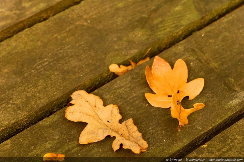 Feuilles de chêne sur de vieilles planches...
Vaux de Cernay,  Forêt de Rambouillet
(Haute vallée de Chevreuse, Yvelines)
Mots-clés: vaux-de-cernay yvelines rambouillet automne feuilles_mortes chene