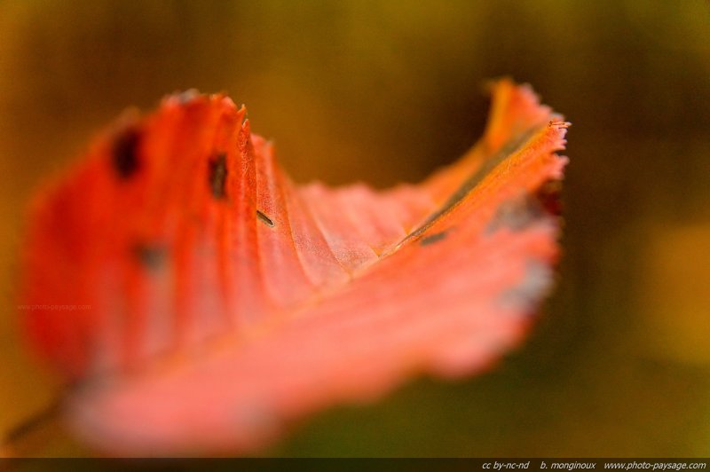 Une feuille morte de couleur rouge
Forêt de Rambouillet
(Haute vallée de Chevreuse, Yvelines)
Mots-clés: vaux-de-cernay yvelines rambouillet automne macrophoto