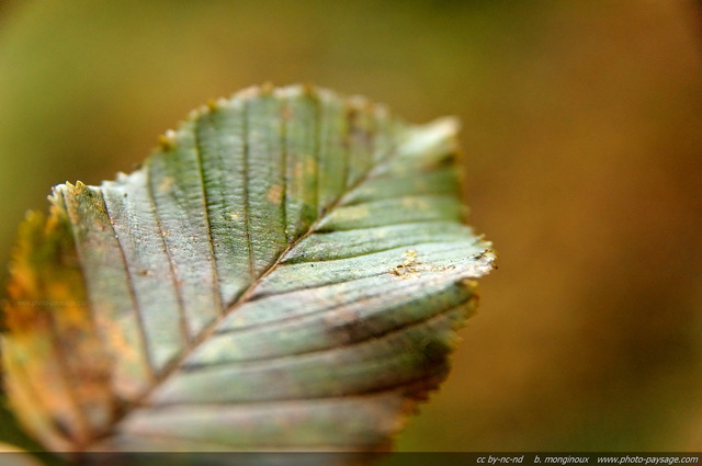 Une feuille morte marron et vert sombre
Forêt de Rambouillet
(Haute vallée de Chevreuse, Yvelines)
Mots-clés: vaux-de-cernay yvelines rambouillet automne macrophoto