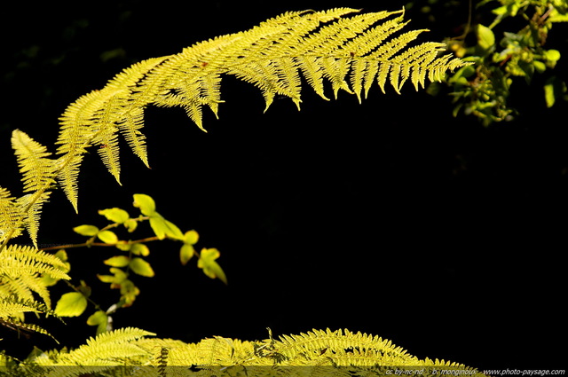 Fougères au bord du ru de Vaux
Vaux de Cernay,  Forêt de Rambouillet
(Haute vallée de Chevreuse, Yvelines)
Mots-clés: vaux-de-cernay yvelines rambouillet automne fougere