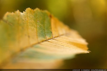 automne-haute_vallee_de_chevreuse-18.jpg