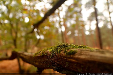 automne-haute_vallee_de_chevreuse-28.jpg