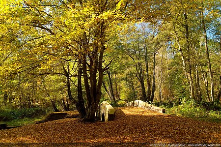 automne-haute_vallee_de_chevreuse-56.jpg