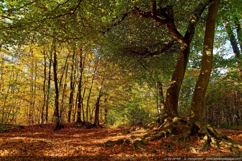 Automne en forêt
Forêt de Fausses-Reposes
(Hauts-de-Seine/Yvelines)
Mots-clés: Hauts-de-Seine yvelines ile-de-france automne