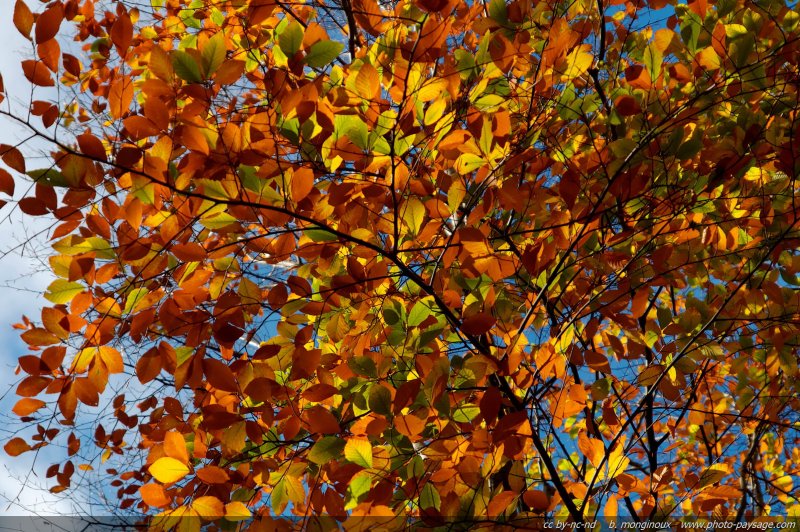 Feuilles de hêtre en automne
Forêt de Fausses-Reposes
(Hauts-de-Seine/Yvelines)
Mots-clés: Hauts-de-Seine yvelines ile-de-france automne hetre