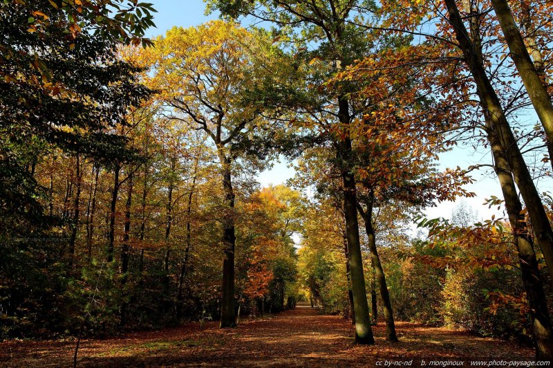 De belles couleurs d'automne le long d'une route forestière dans la forêt de Montmorency
Route de la Croix St Jacques, 
Forêt de Montmorency
Val d'Oise, France
Mots-clés: montmorency val-d-oise automne chemin