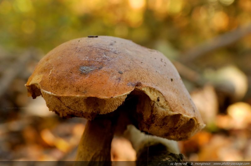 Un champignon dans les sous-bois en automne
Forêt de Montmorency
Mots-clés: montmorency val-d-oise automne champignon macrophoto