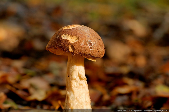 Champignon dans la forêt de Montmorency
Mots-clés: montmorency val-d-oise automne champignon macrophoto