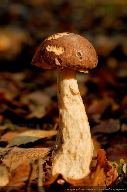 Champignon
Forêt de Montmorency
Mots-clés: montmorency val-d-oise automne champignon macrophoto cadrage_vertical