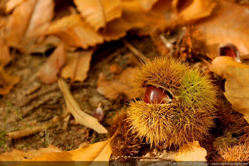 Dans la châtaigneraie
Forêt de Montmorency
Val d'Oise, France
Mots-clés: montmorency val-d-oise automne marron chataigne fruit