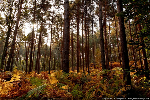 Fougères et sous-bois en automne
Forêt de Montmorency
Val d'Oise, France
Mots-clés: montmorency val-d-oise automne rayon_de_soleil_en_foret conifere