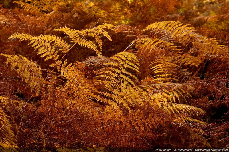 Fougères en automne
Forêt de Montmorency
Val d'Oise, France
Mots-clés: montmorency val-d-oise automne fougere belles-photos-automne
